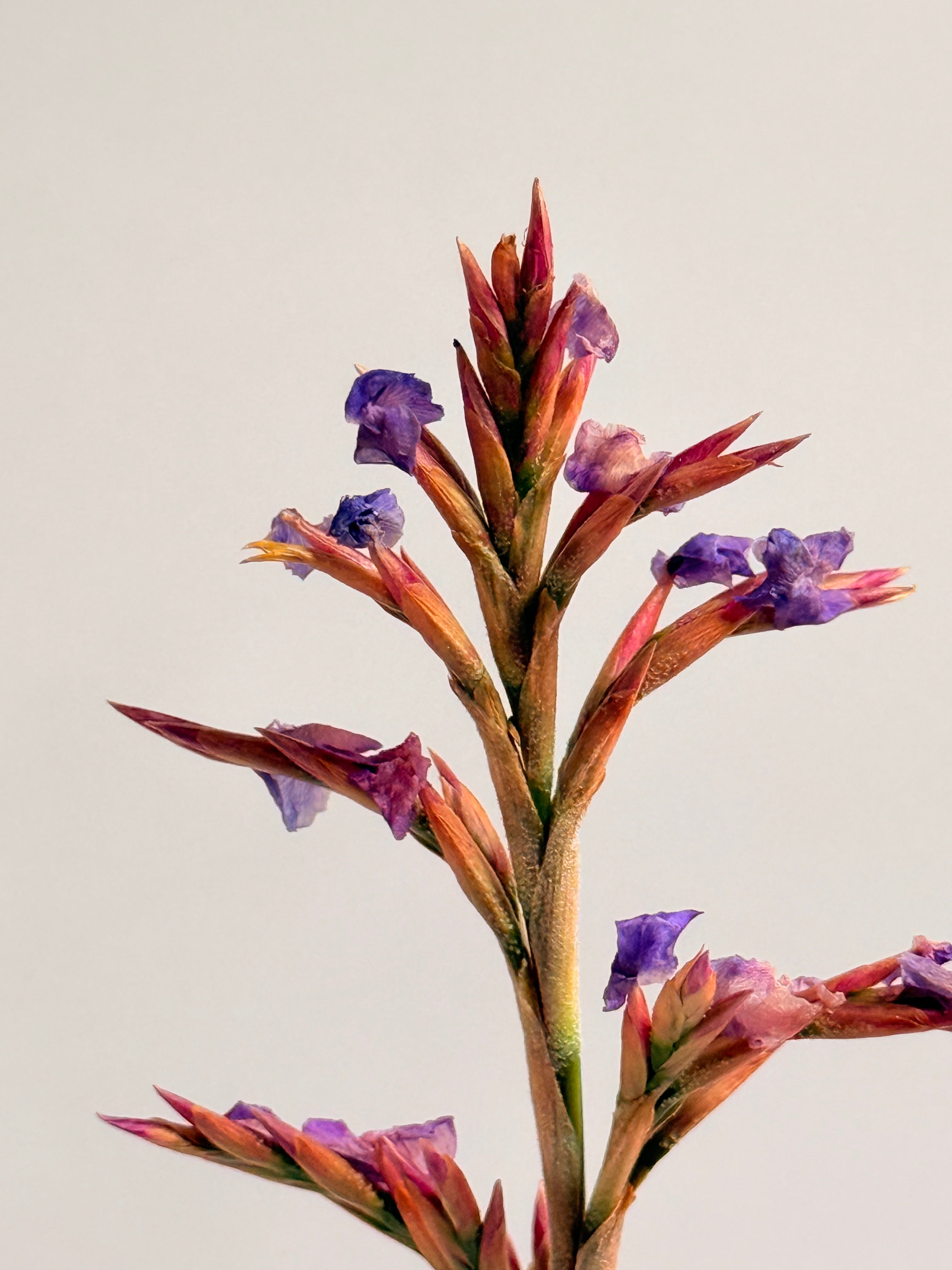 Tillandsia  Streptocarpa