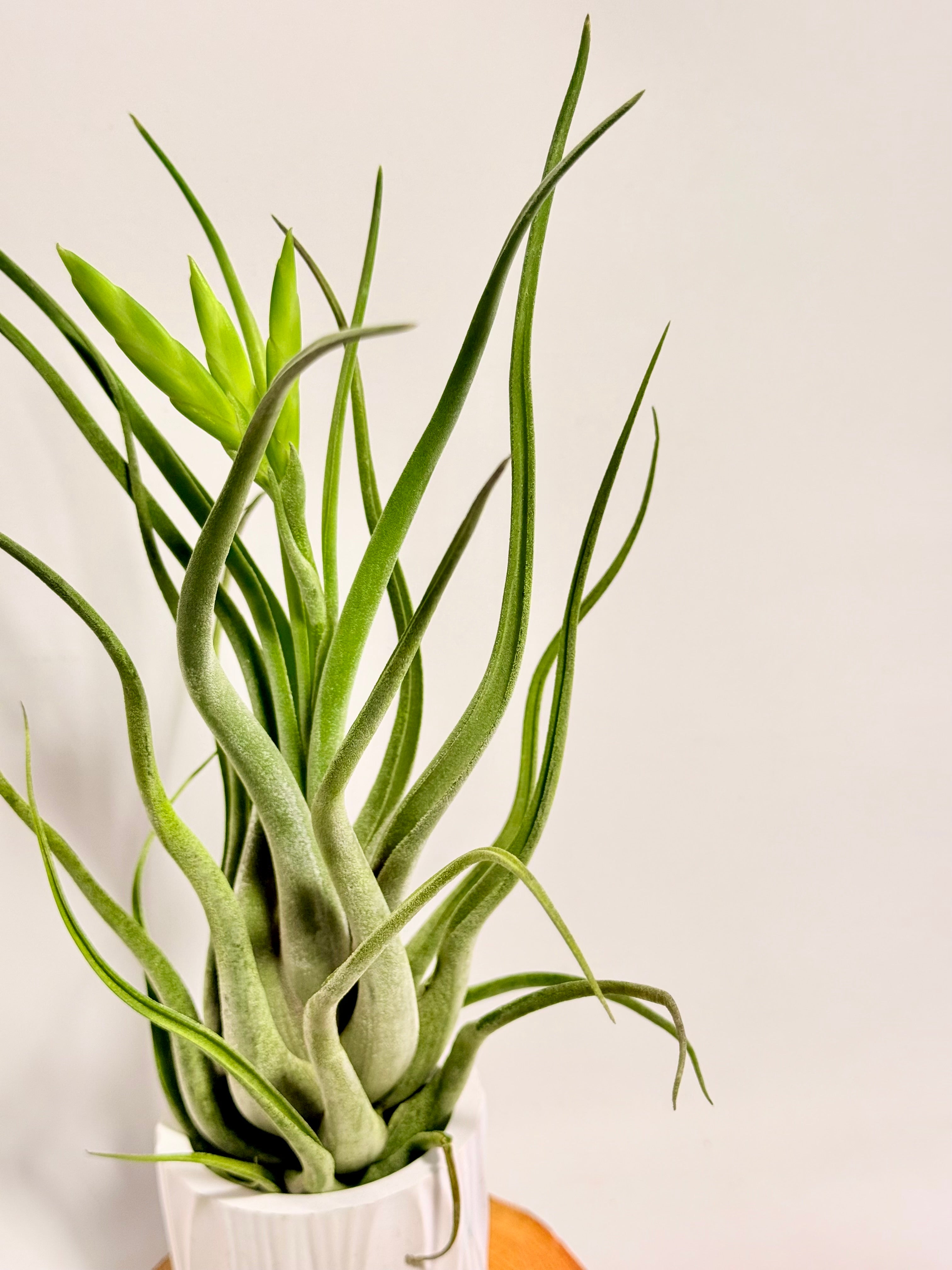 Tillandsia Caput medusae