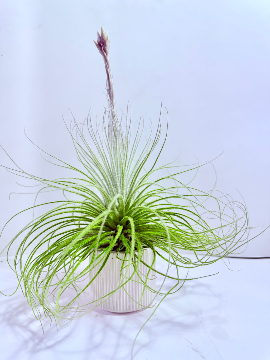 Tillandsia tectorum XL