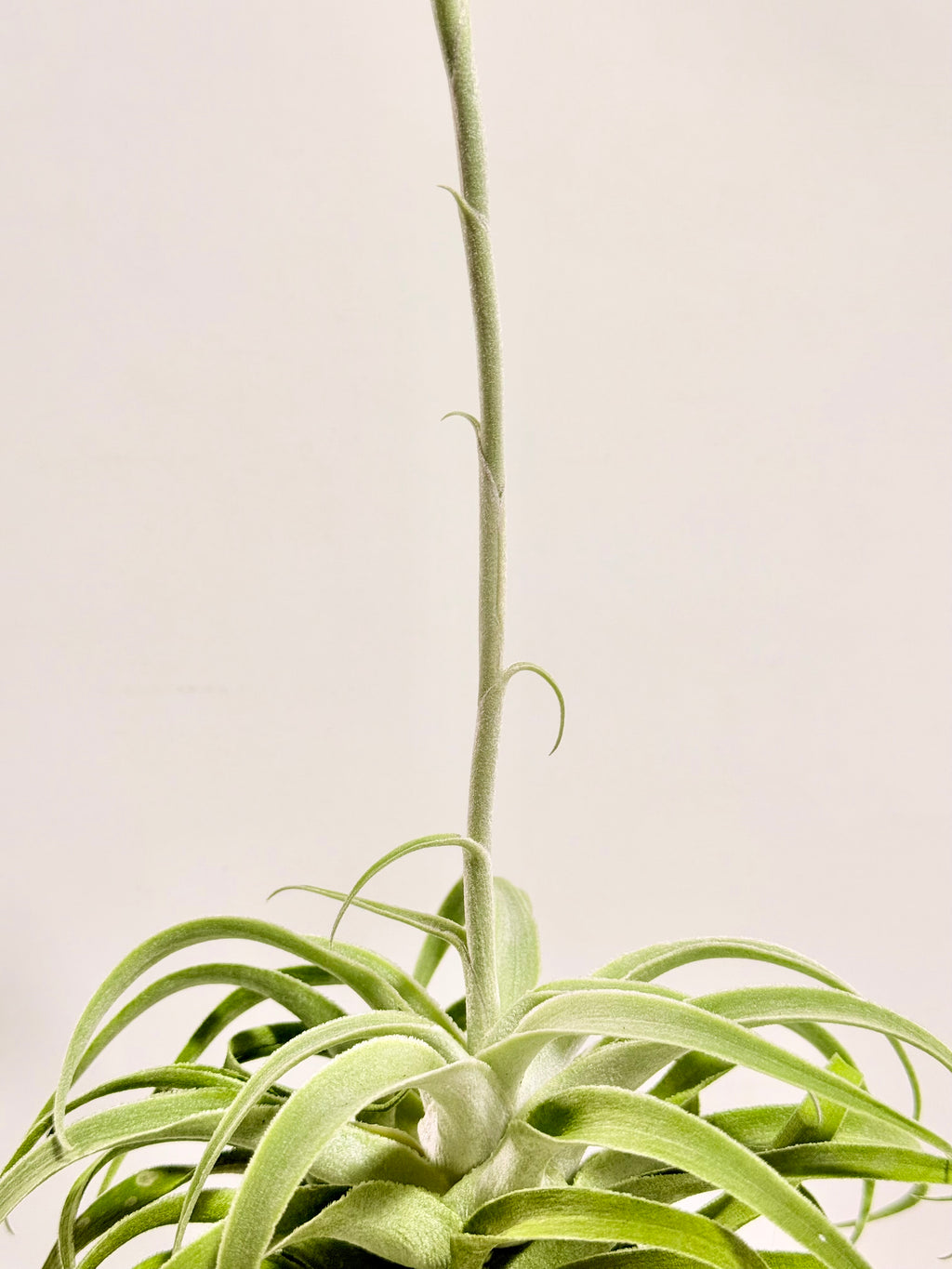 Tillandsia Cacticola regular form botón