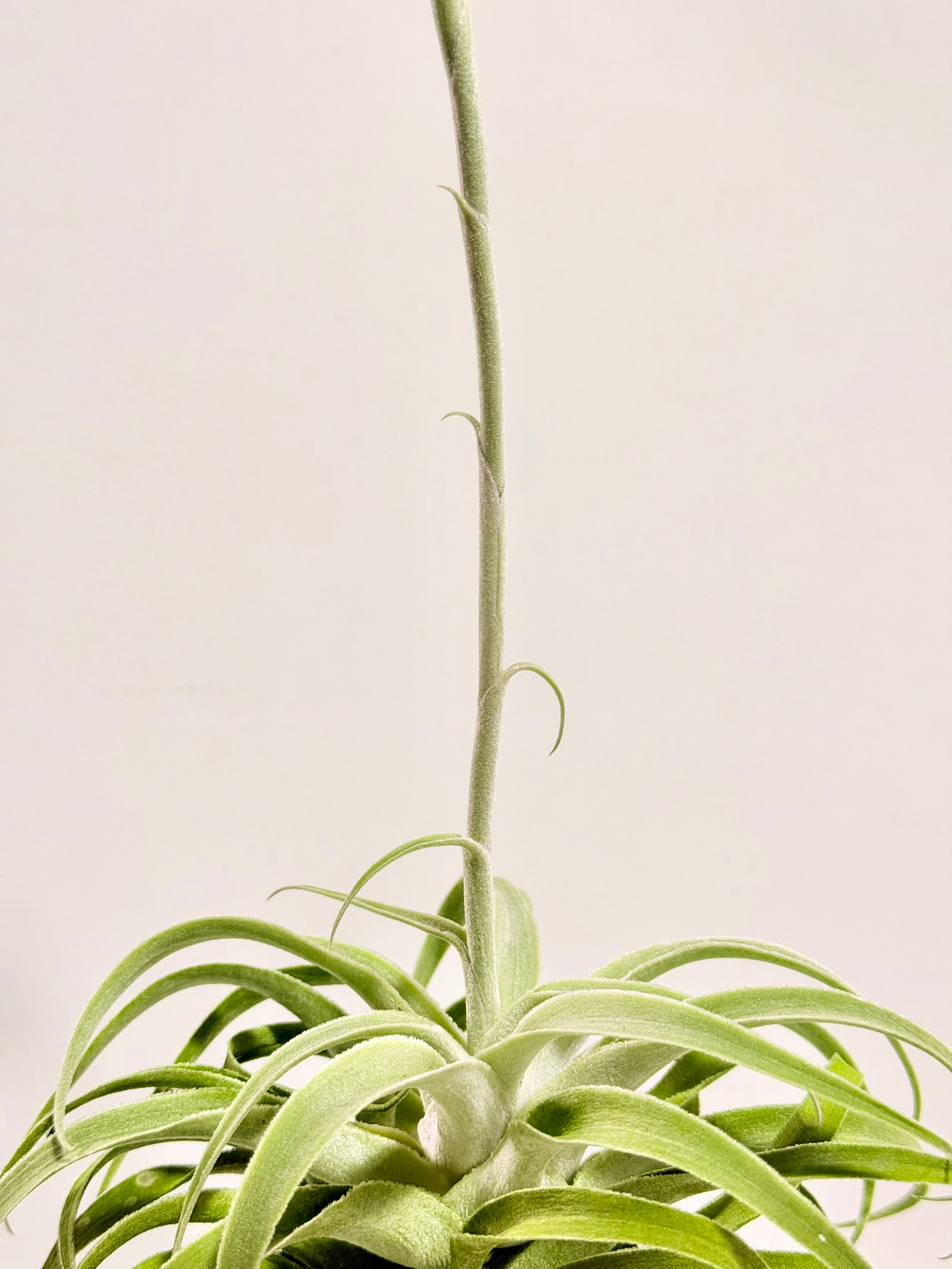 Tillandsia Cacticola regular form botón