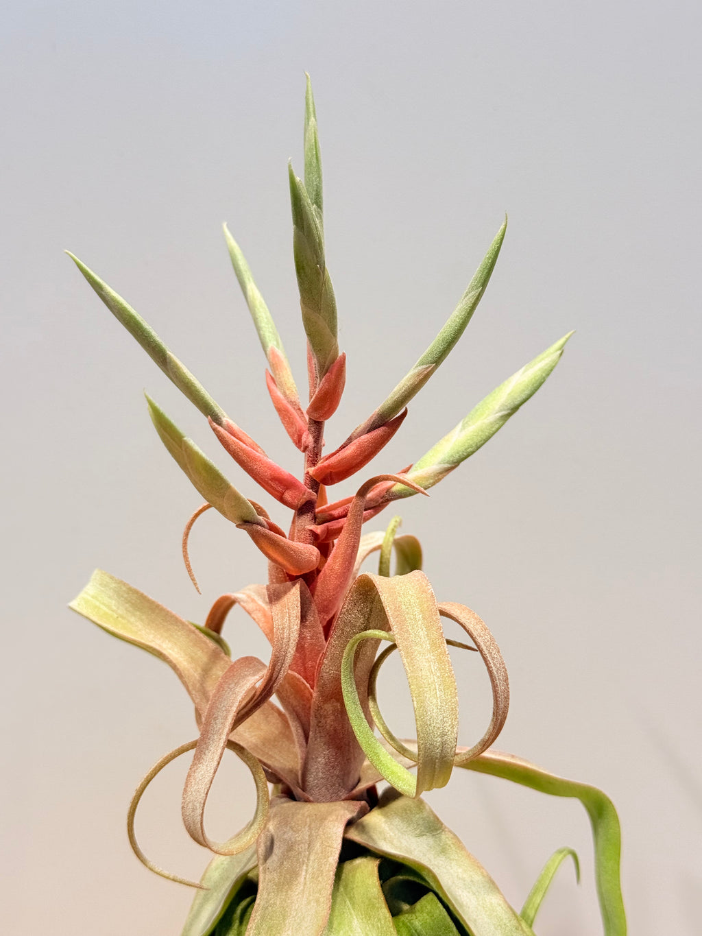 Tillandsia streptophylla + base teca