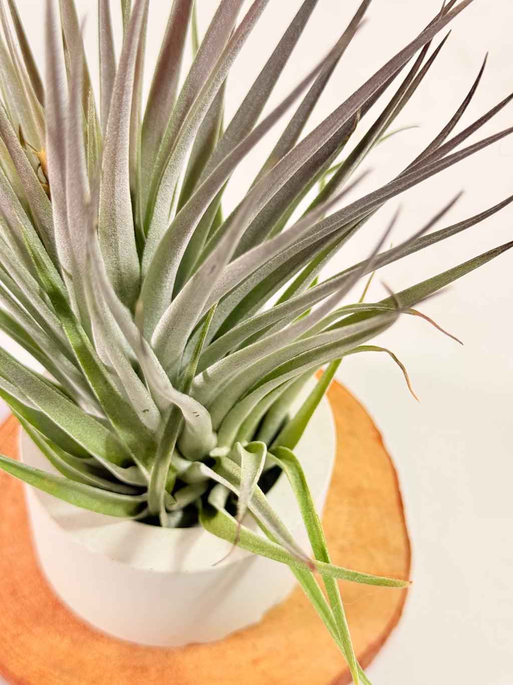 Tillandsia  Plagiotropica purple+ matera
