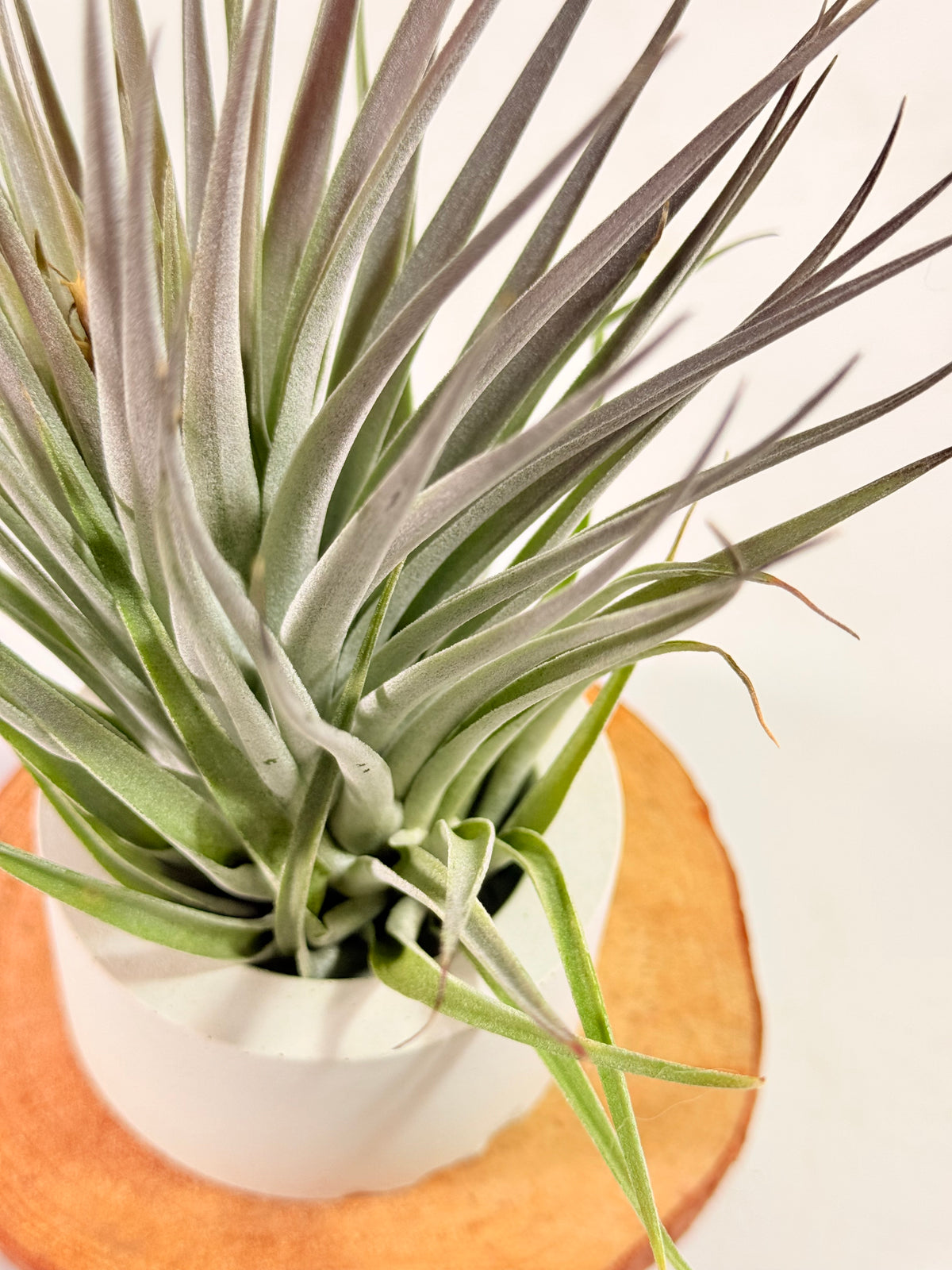 Tillandsia  Plagiotropica purple+ matera