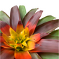 koke Bromelia Guzm. Mia