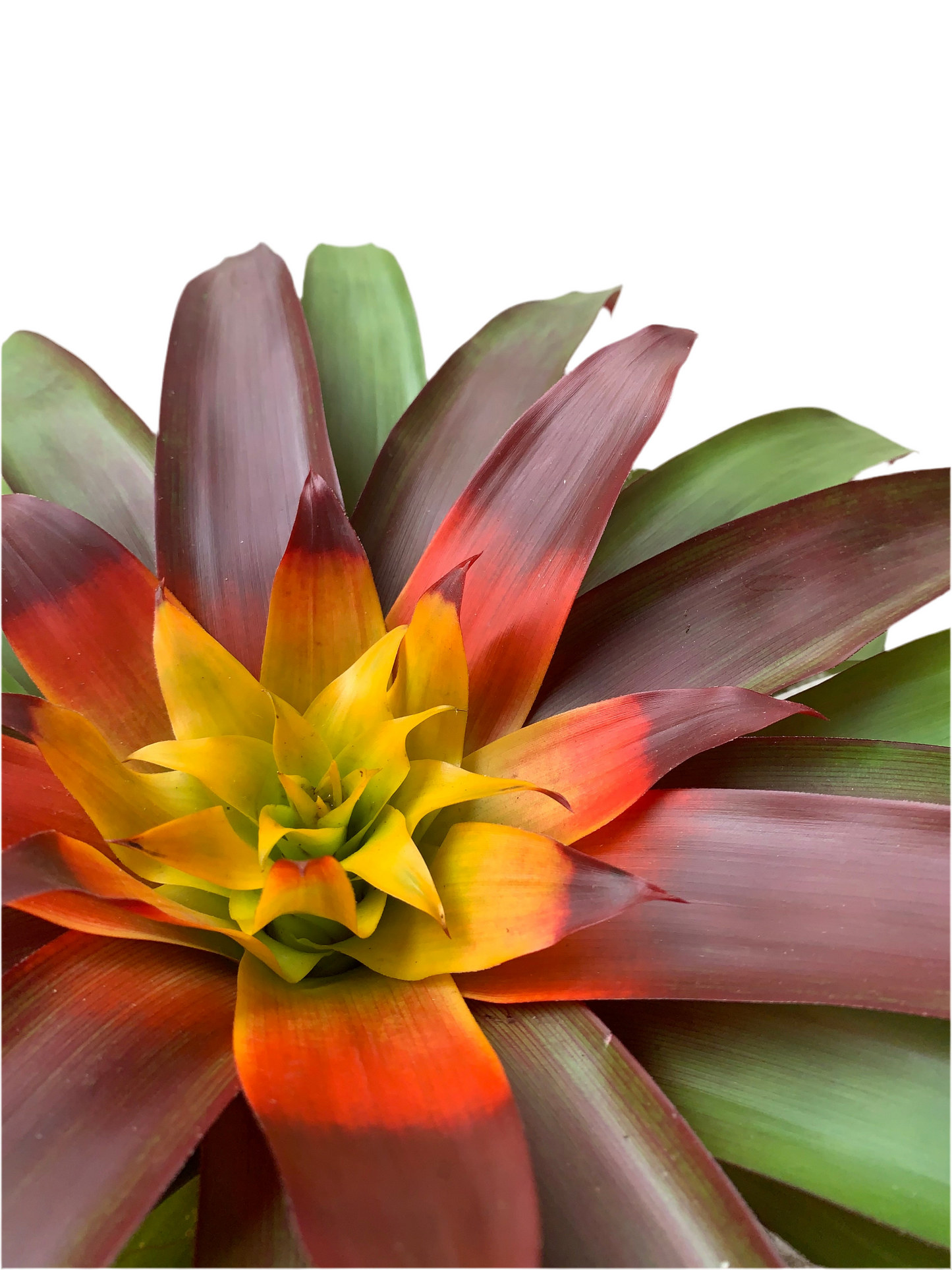 koke Bromelia Guzm. Mia