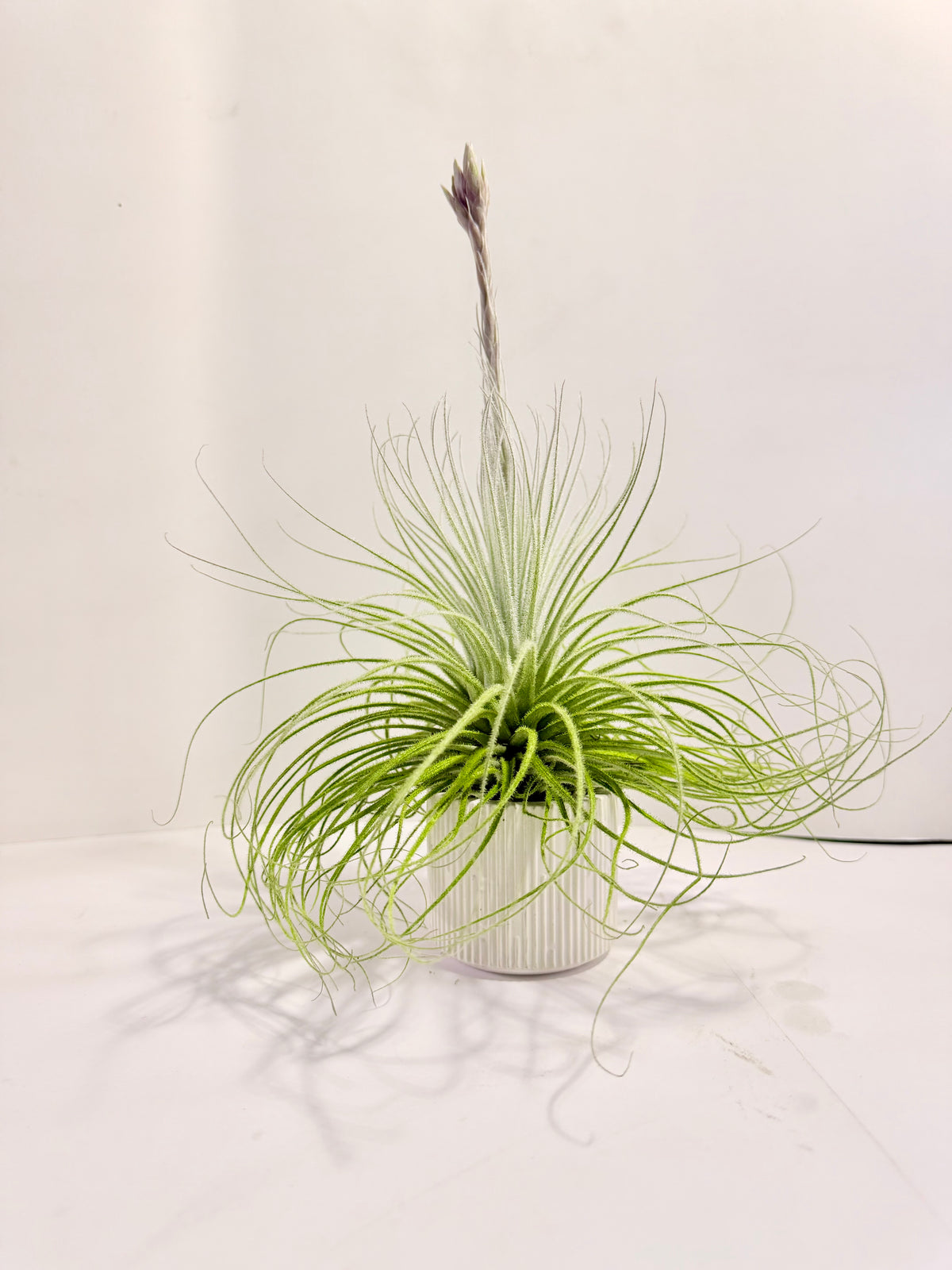 Tillandsia tectorum XL