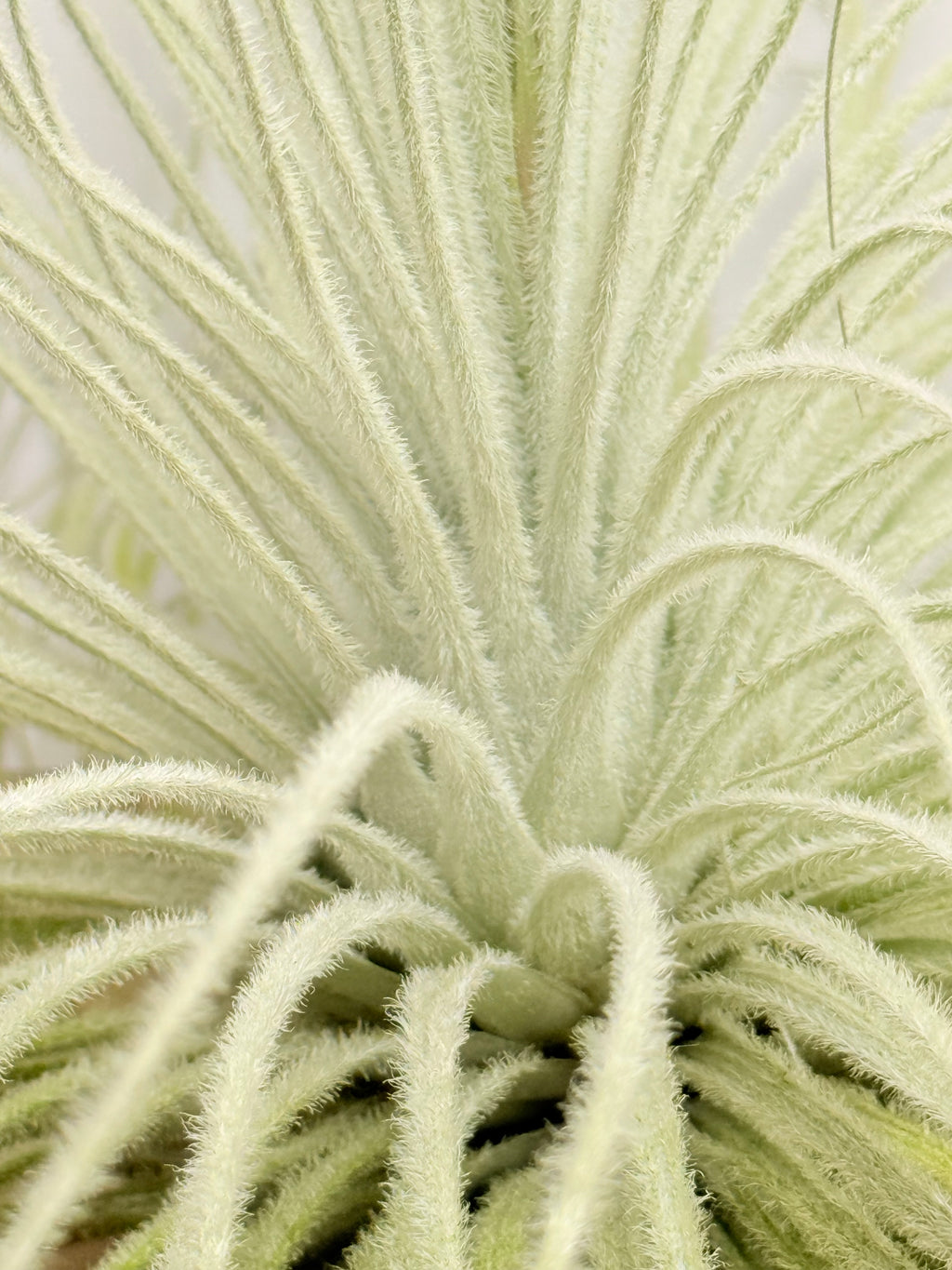 Tillandsia  Tectorum