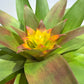 koke Bromelia Guzm. Fary