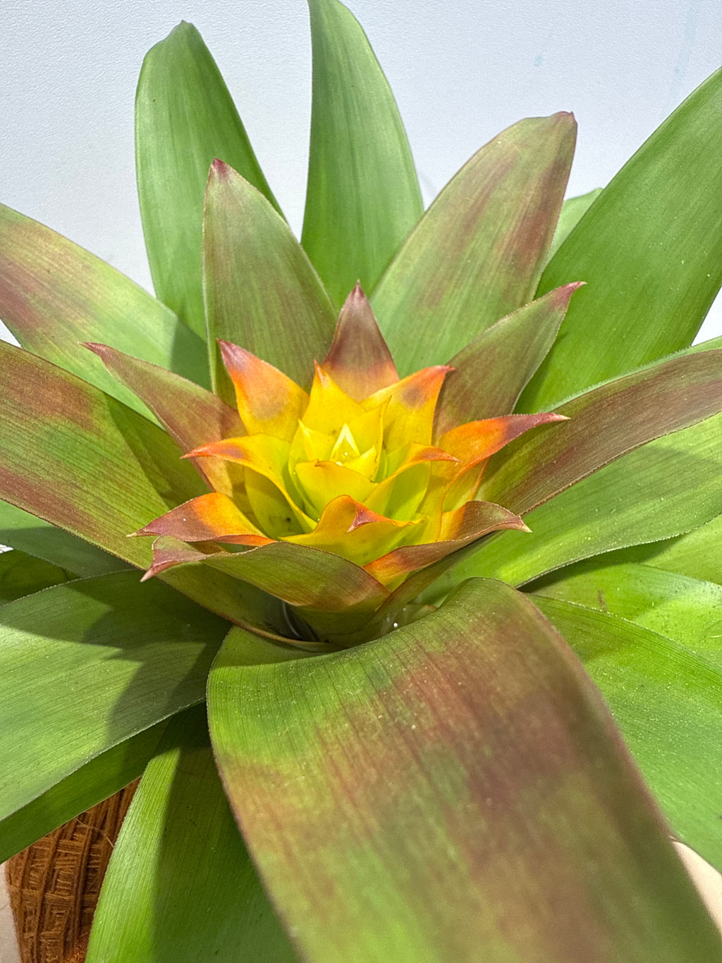 koke Bromelia Guzm. Fary