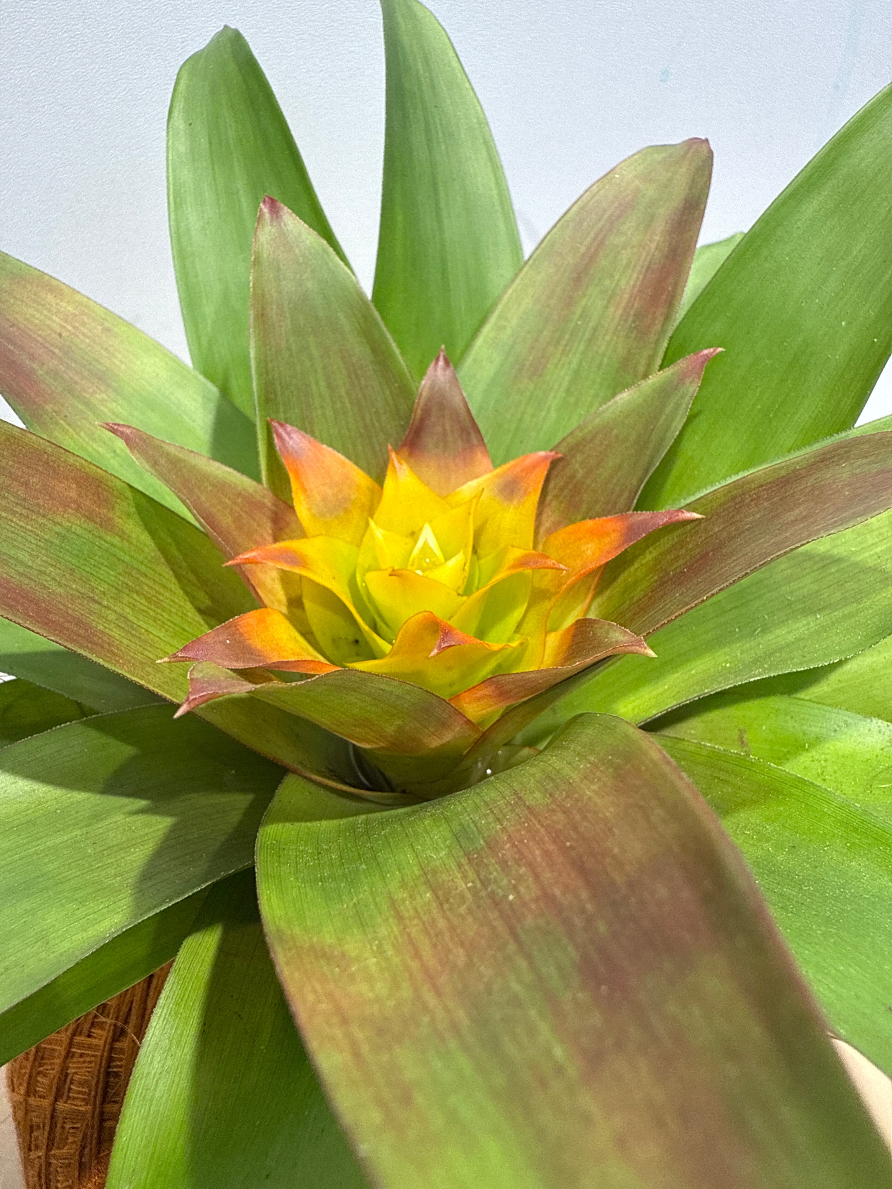 koke Bromelia Guzm. Fary