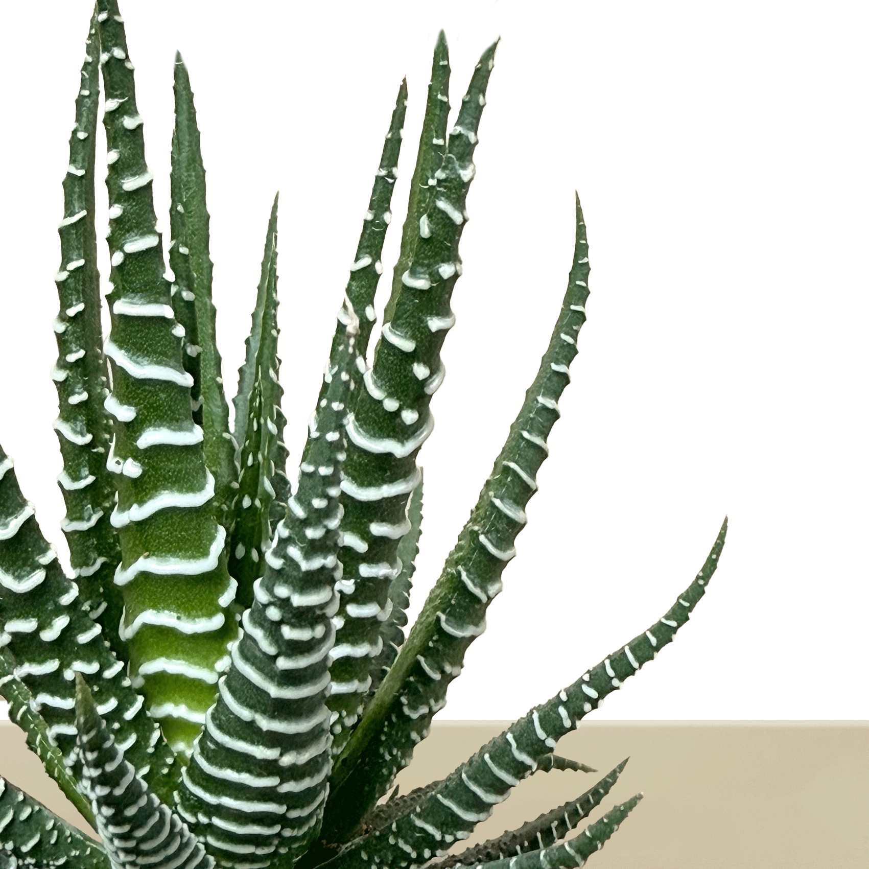 Koke Mini Savilon Zebra