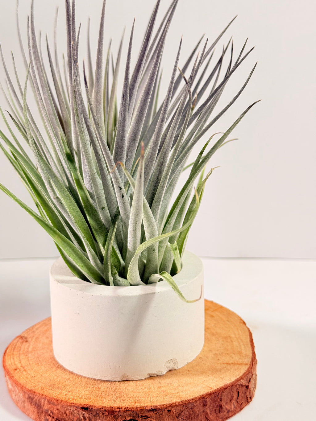 Tillandsia  Plagiotropica purple+ matera