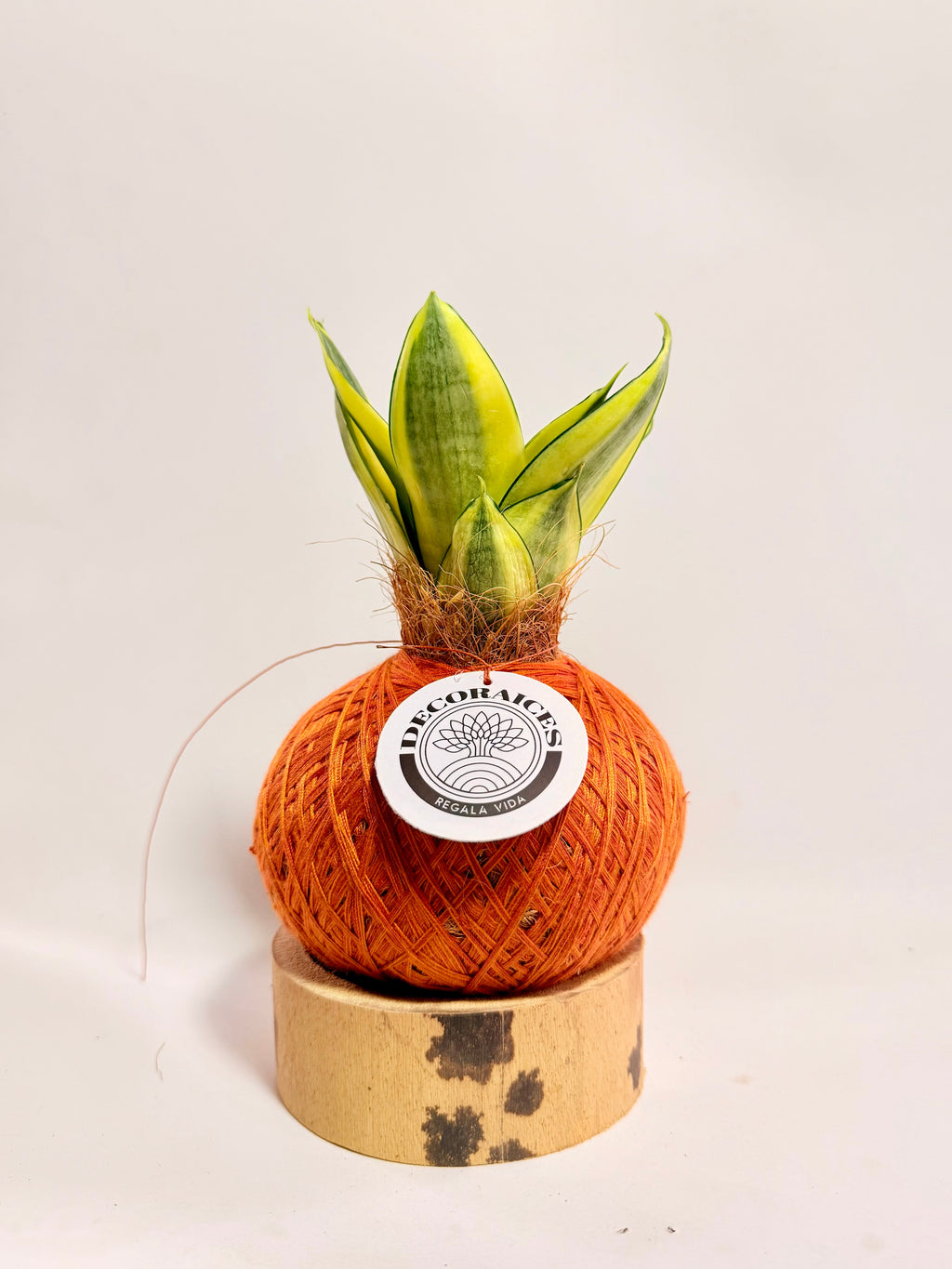 Kokedama Sansevieria Golden Hahnii + base guadua