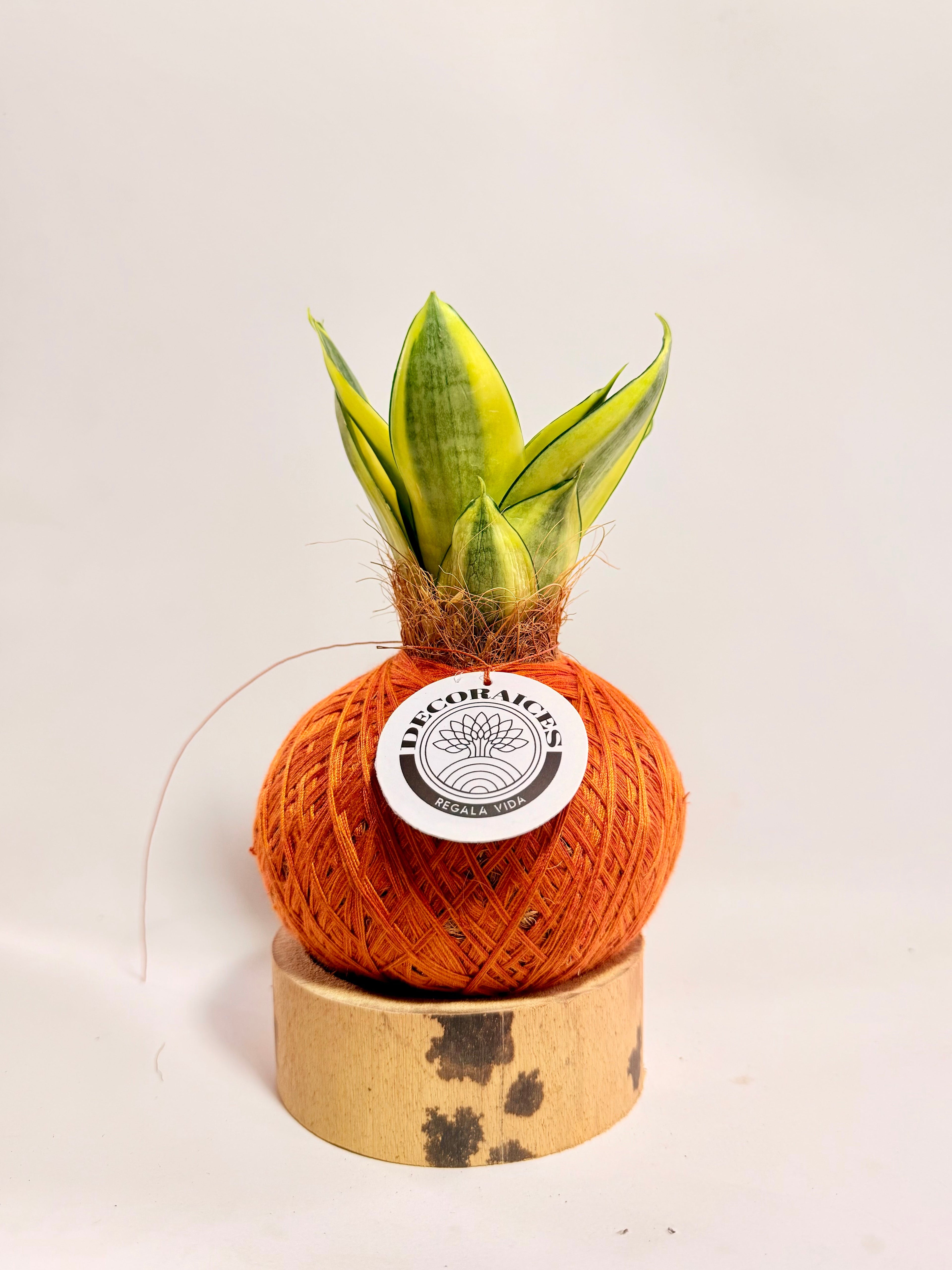 Kokedama Sansevieria Golden Hahnii + base guadua