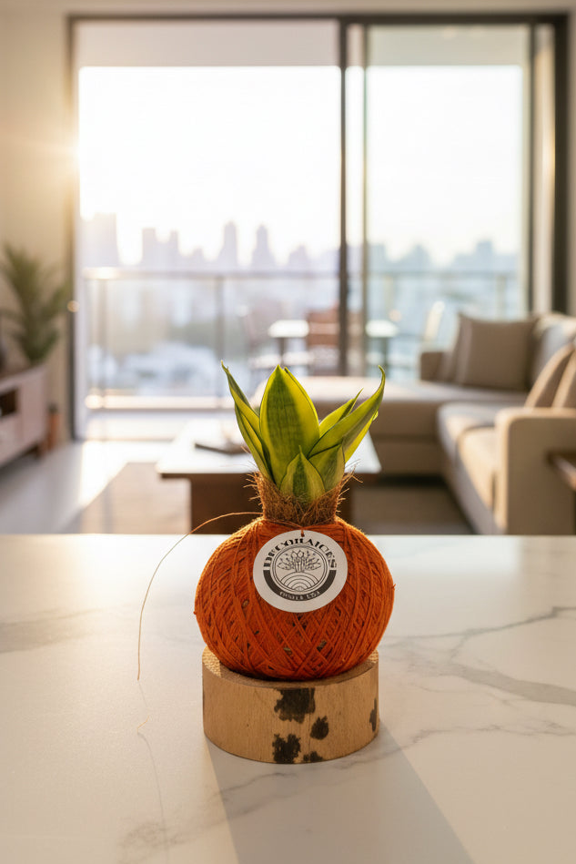 Kokedama Sansevieria Golden Hahnii + base guadua