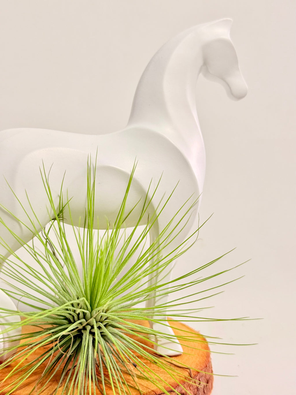 Caballo del éxito + planta
