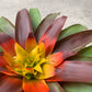koke Bromelia Guzm. Mia