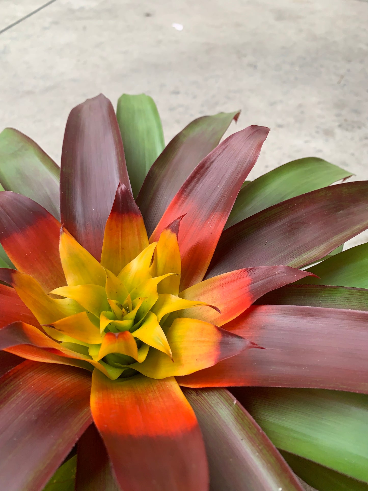 koke Bromelia Guzm. Mia