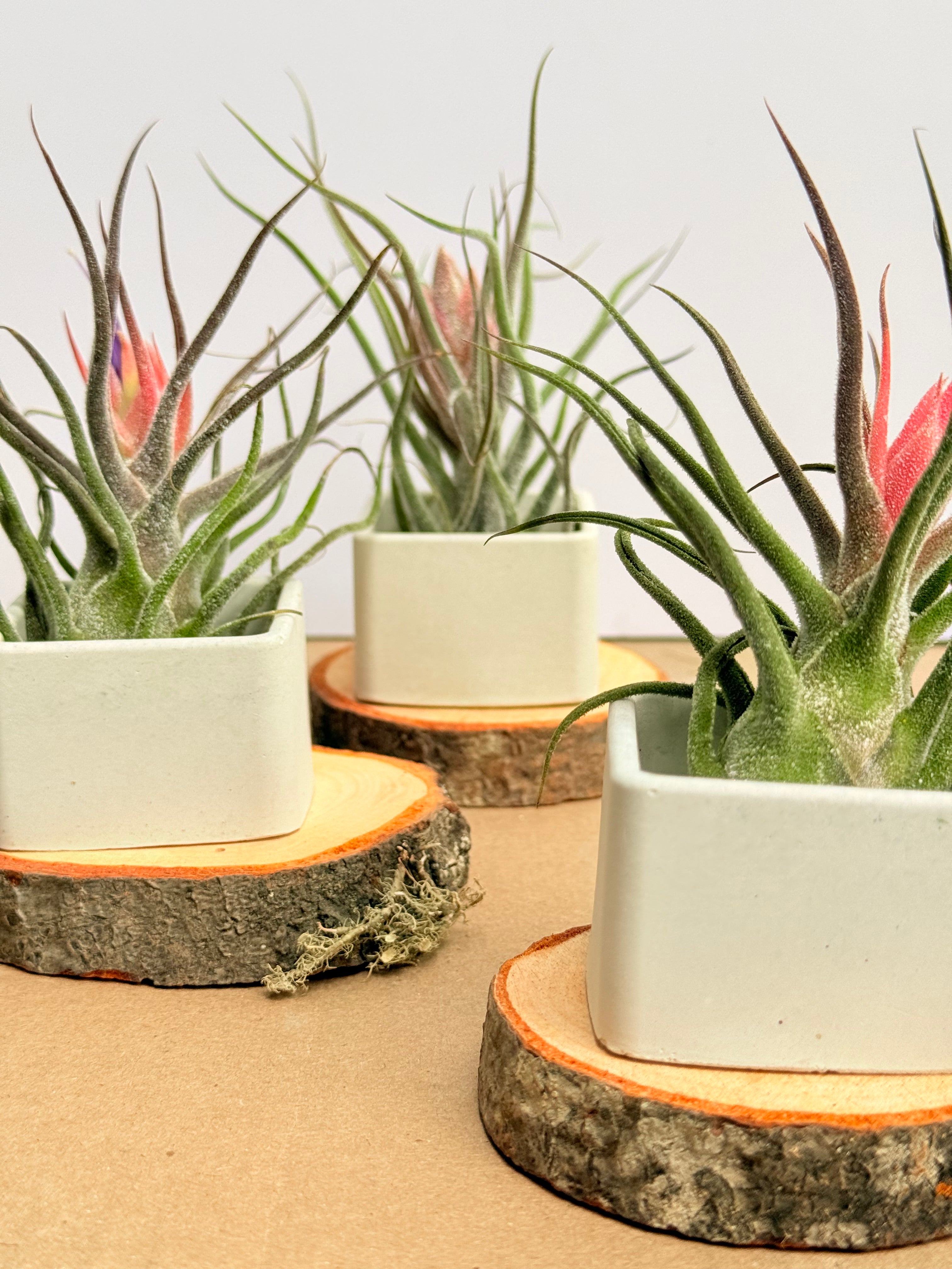 Kit Till. Mini 3x3 con materas