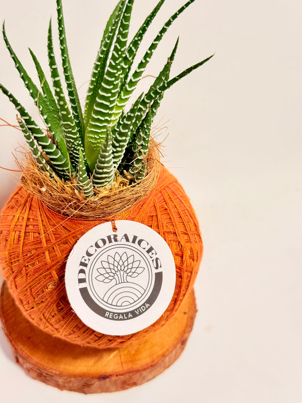 Kokedama mini Sabillón Cebra