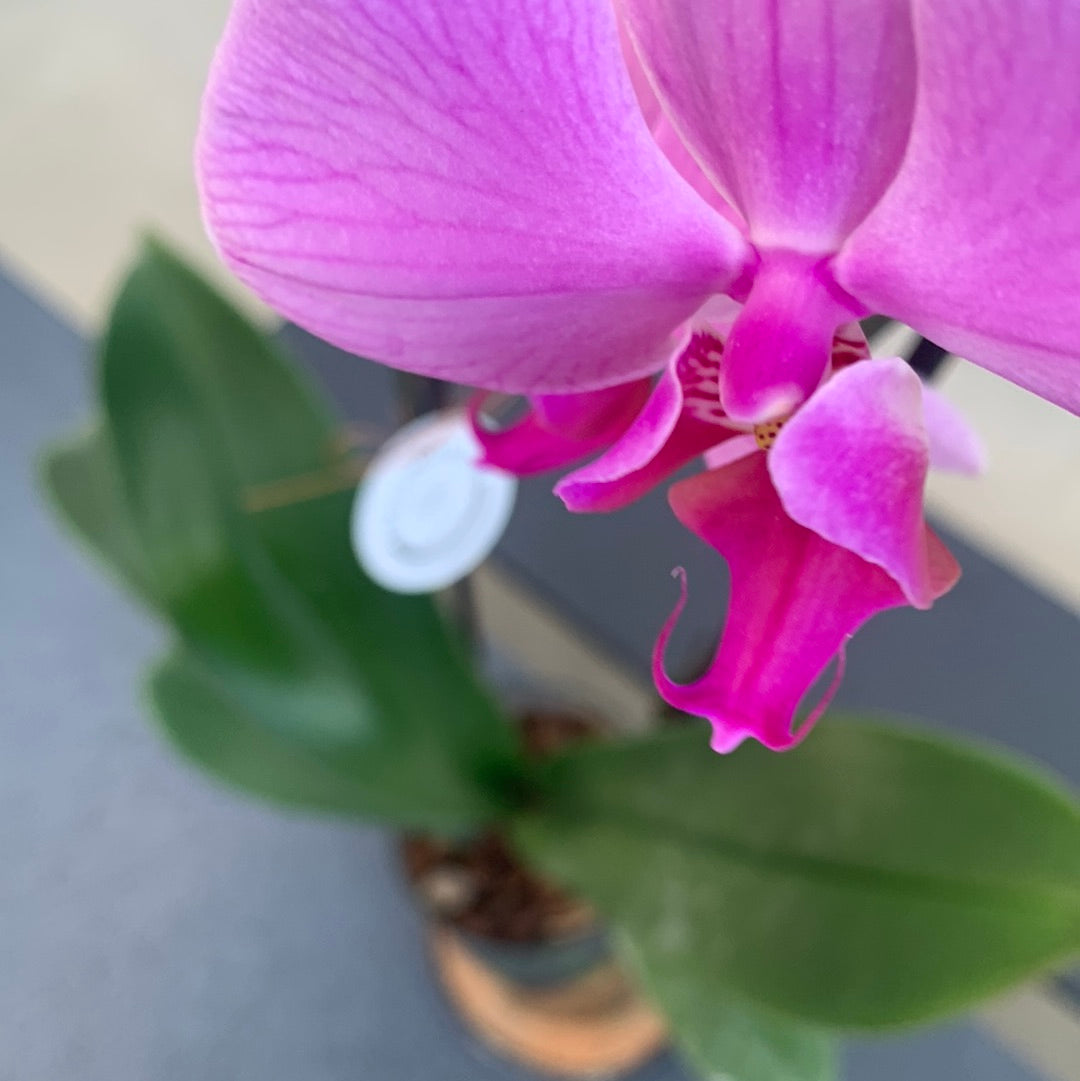 Phaleanopsis orchid in glass