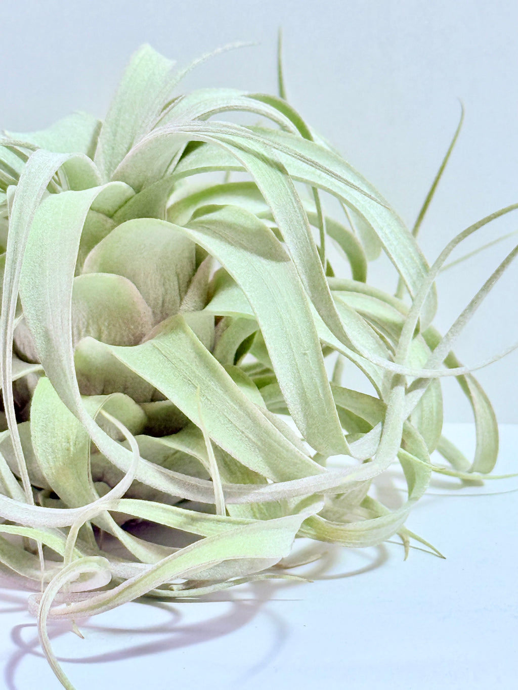 Till. Xerographica S