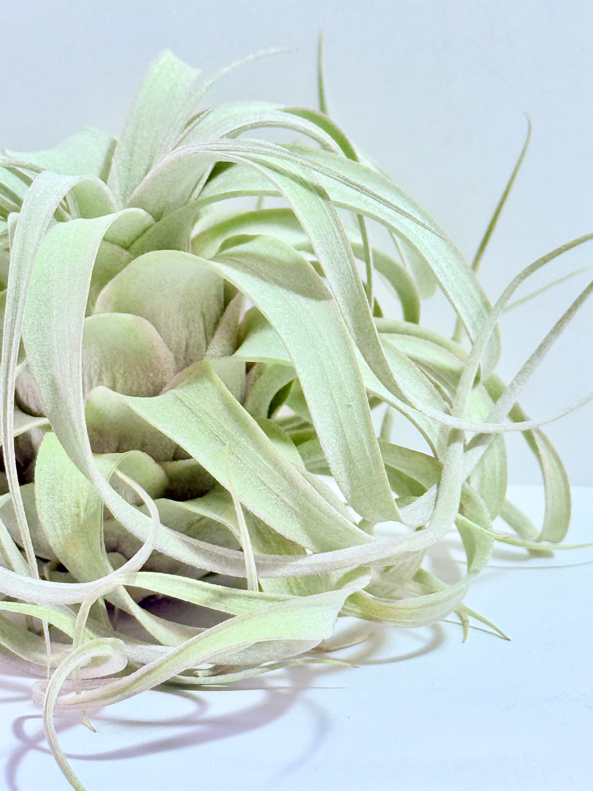 Till. Xerographica S