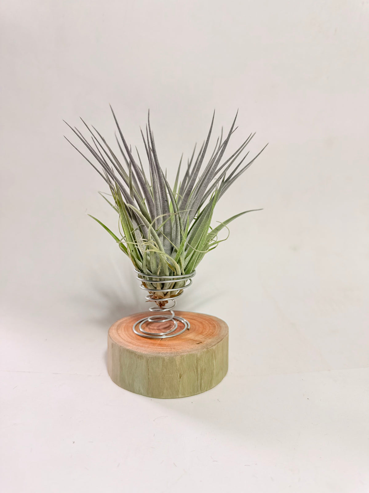 Till. Plagiotropica purple + madera + espiral