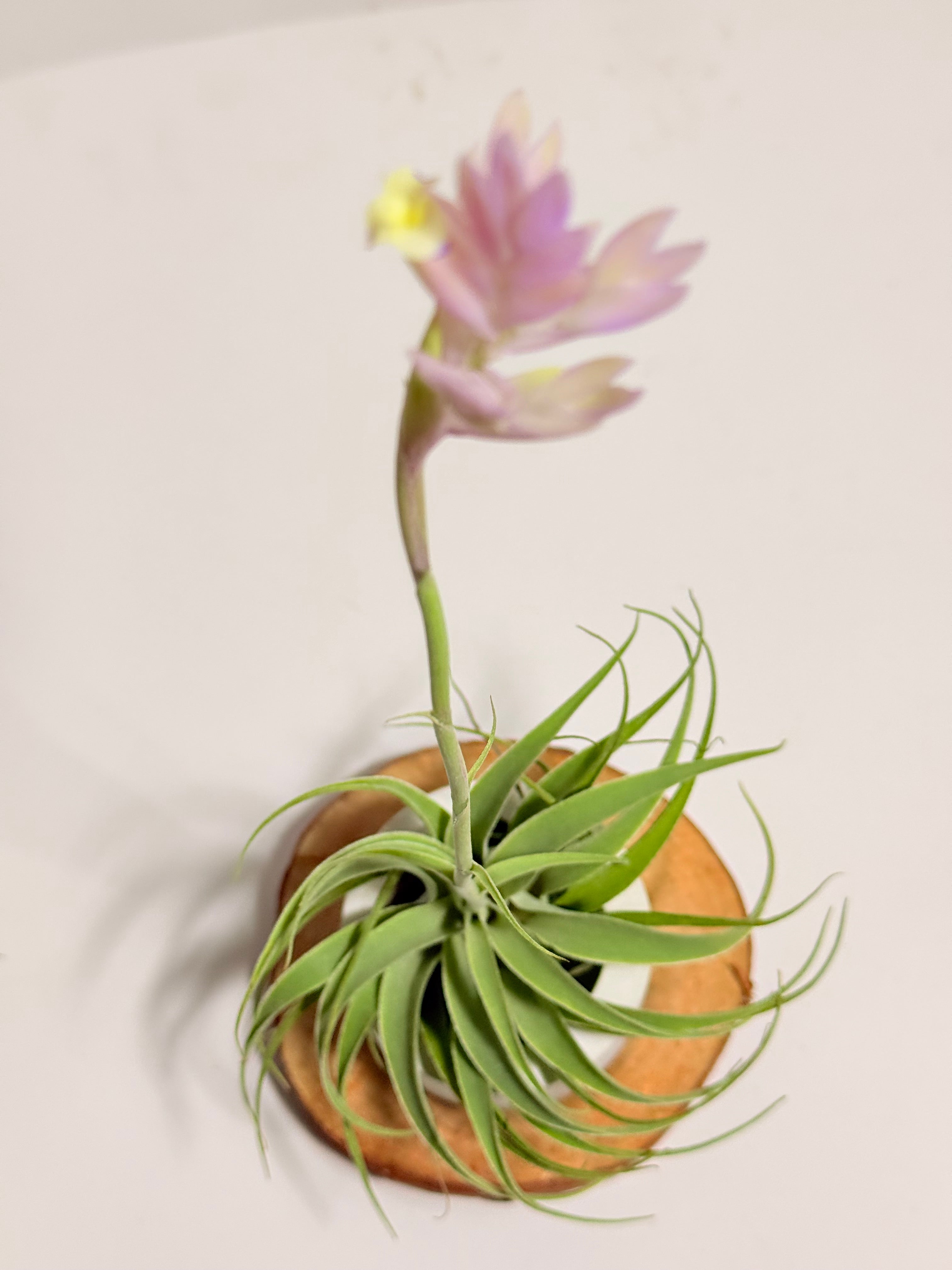 Tillandsia Cacticola regular form botón