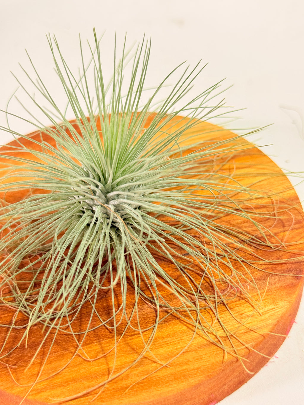 Tillandsia Fuchsii var. Gracilis