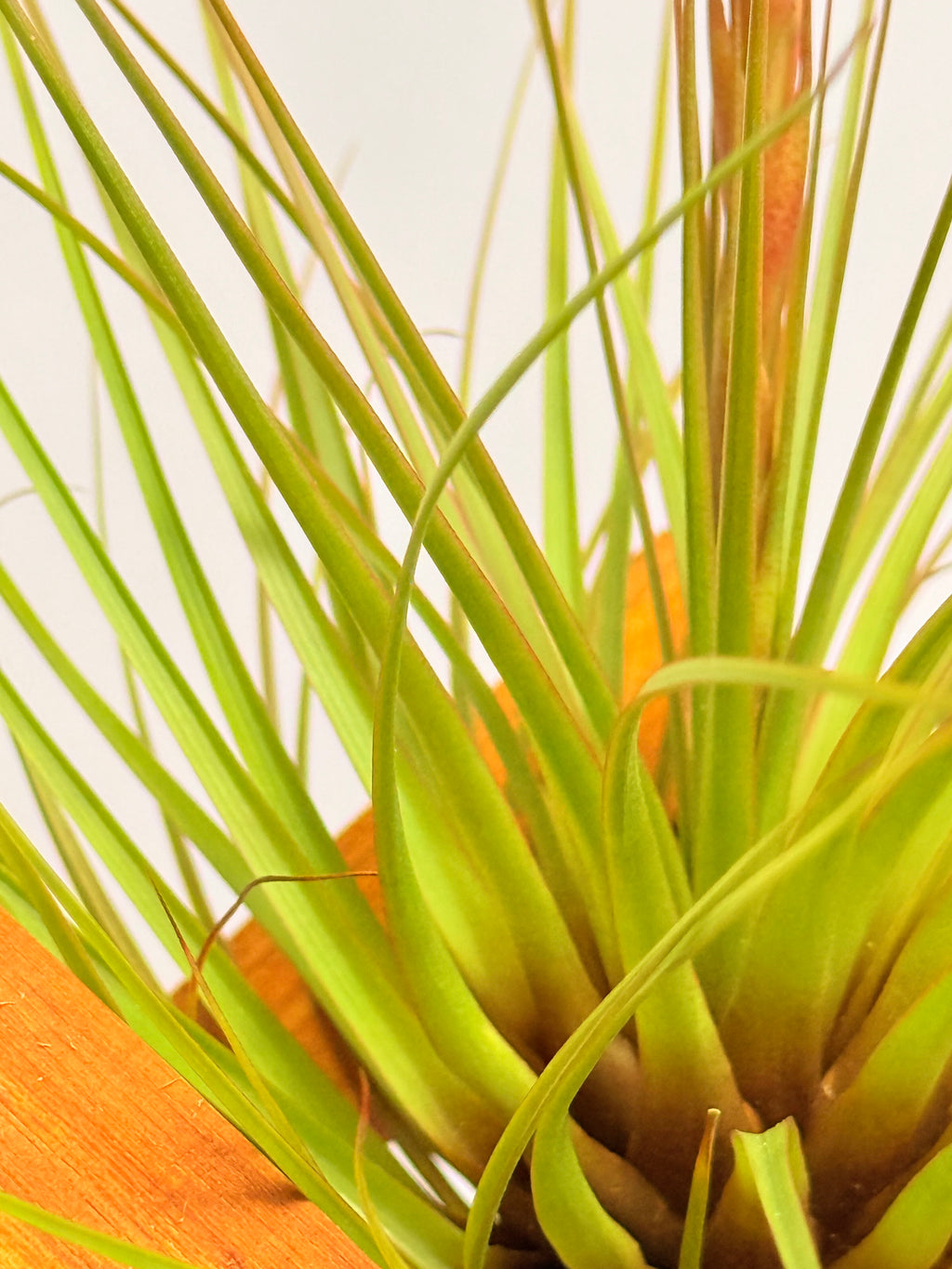 Kit Till. Tricolor + plant force + base madera teca