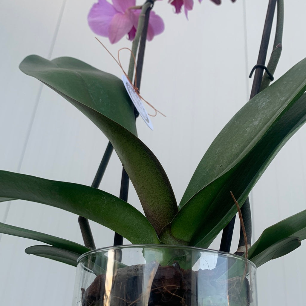 Phaleanopsis orchid in glass