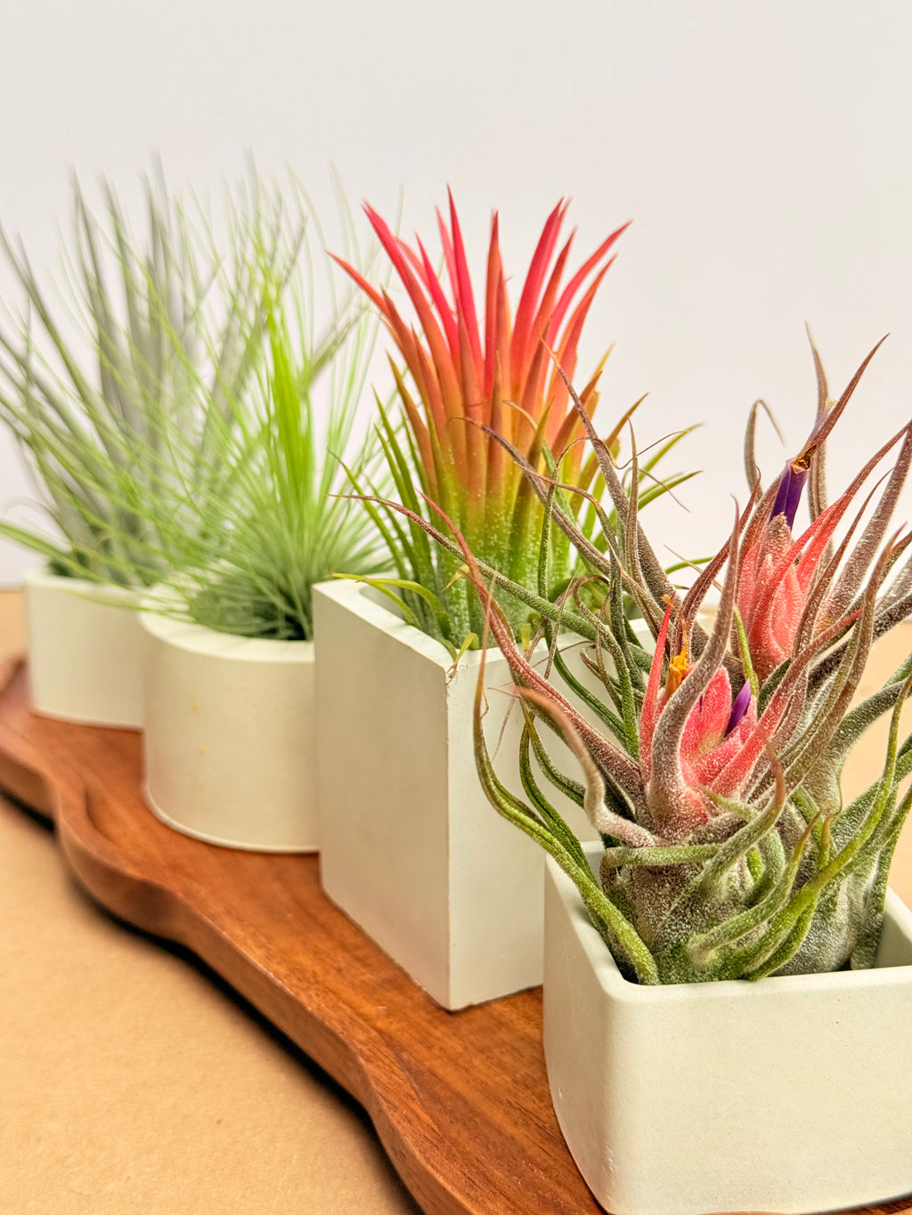 Kit Till. Mini 4x4 + materas + madera