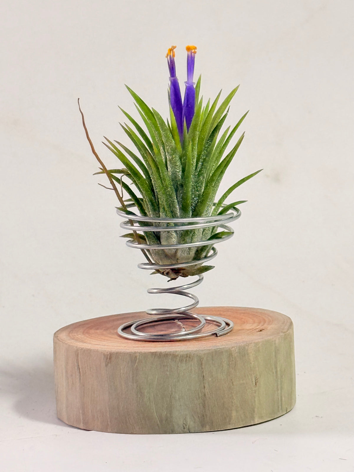 Till. Ionantha + espiral + rodaja madera