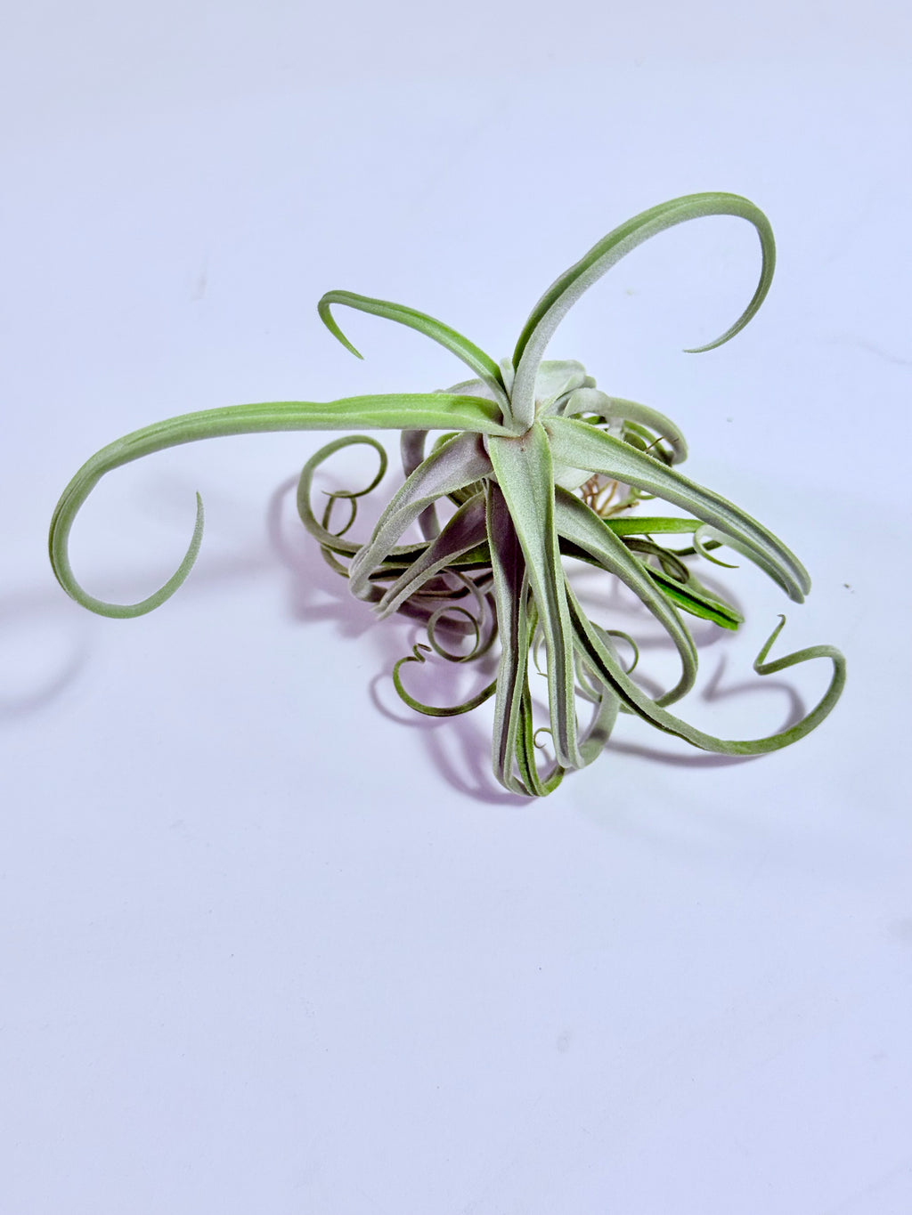Tillandsia Duratii S