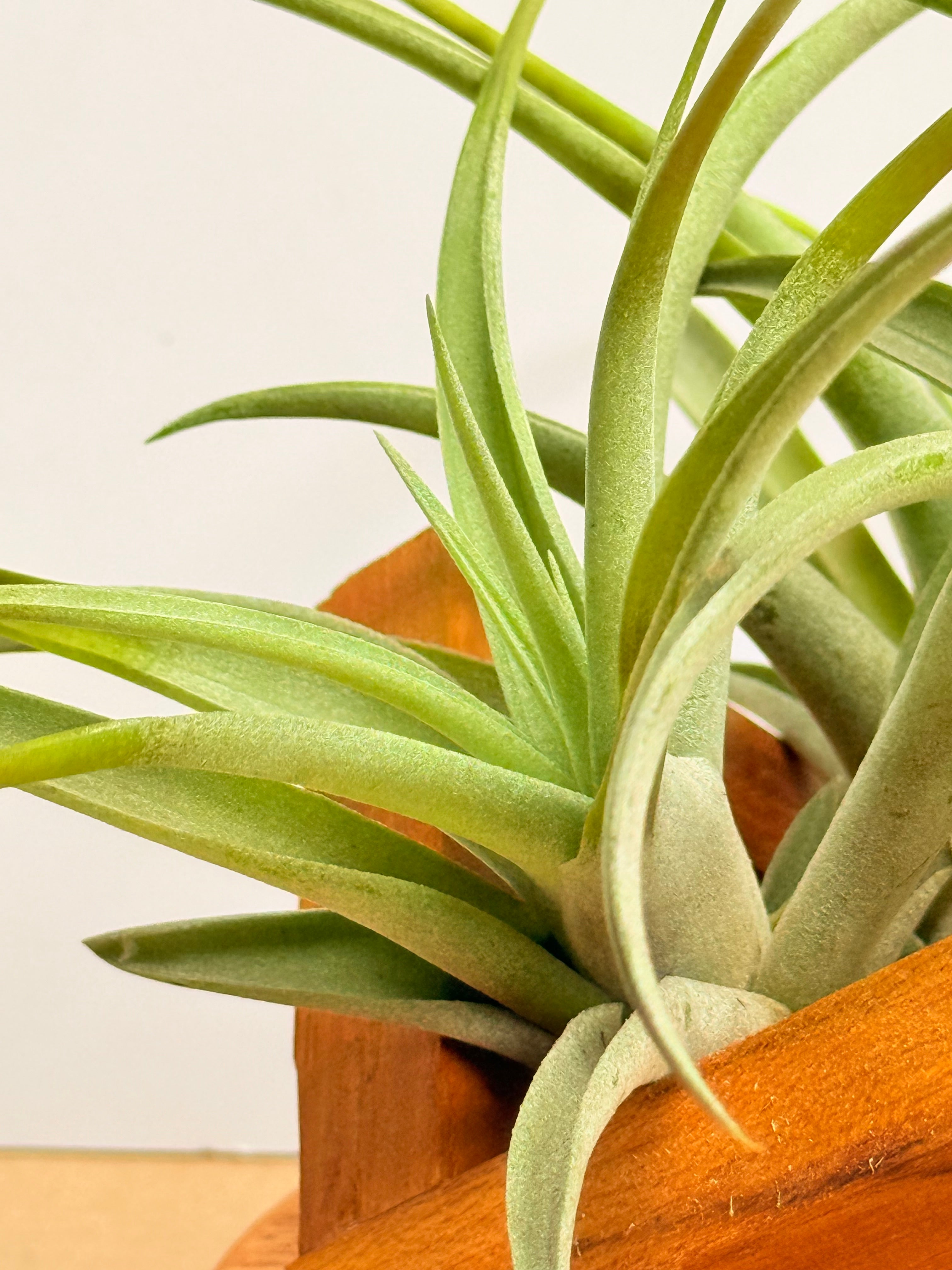 Kit Till. Pholiana x3 + plant force + base madera teca