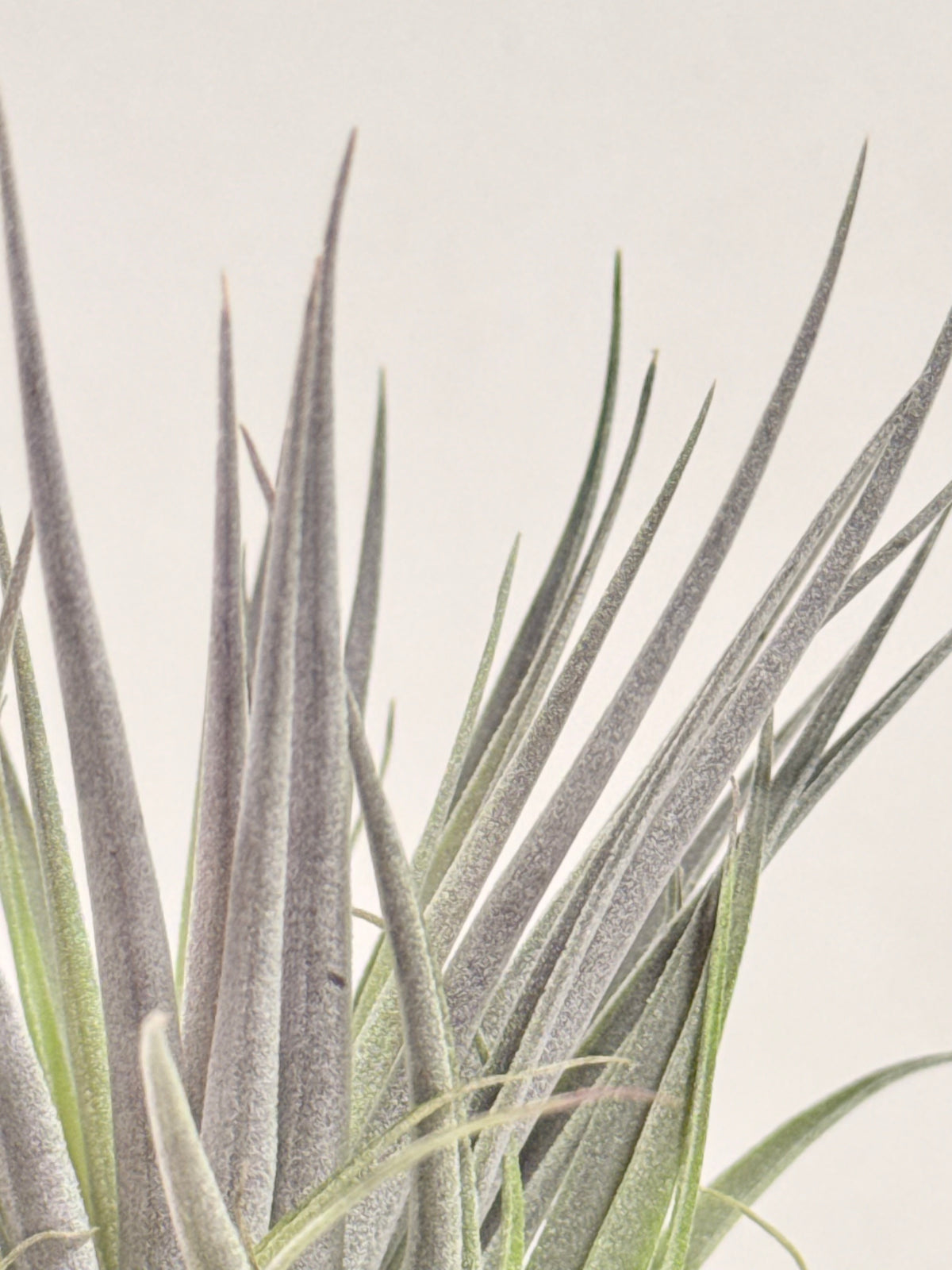 Till. Plagiotropica purple + madera + espiral
