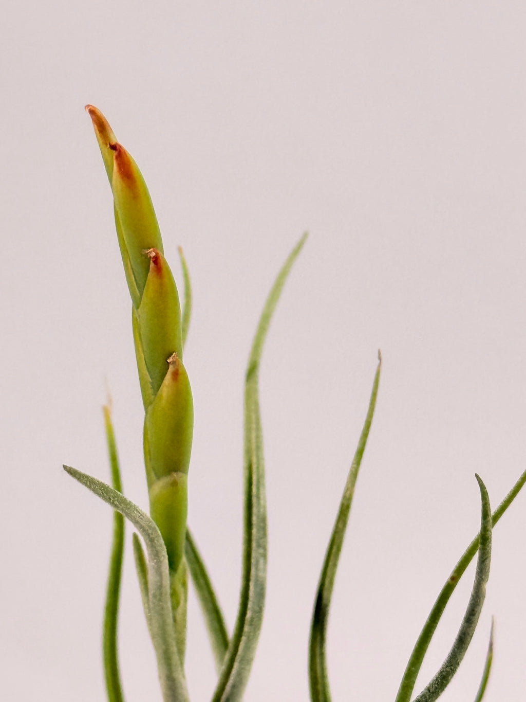Tillandsia Caput medusae