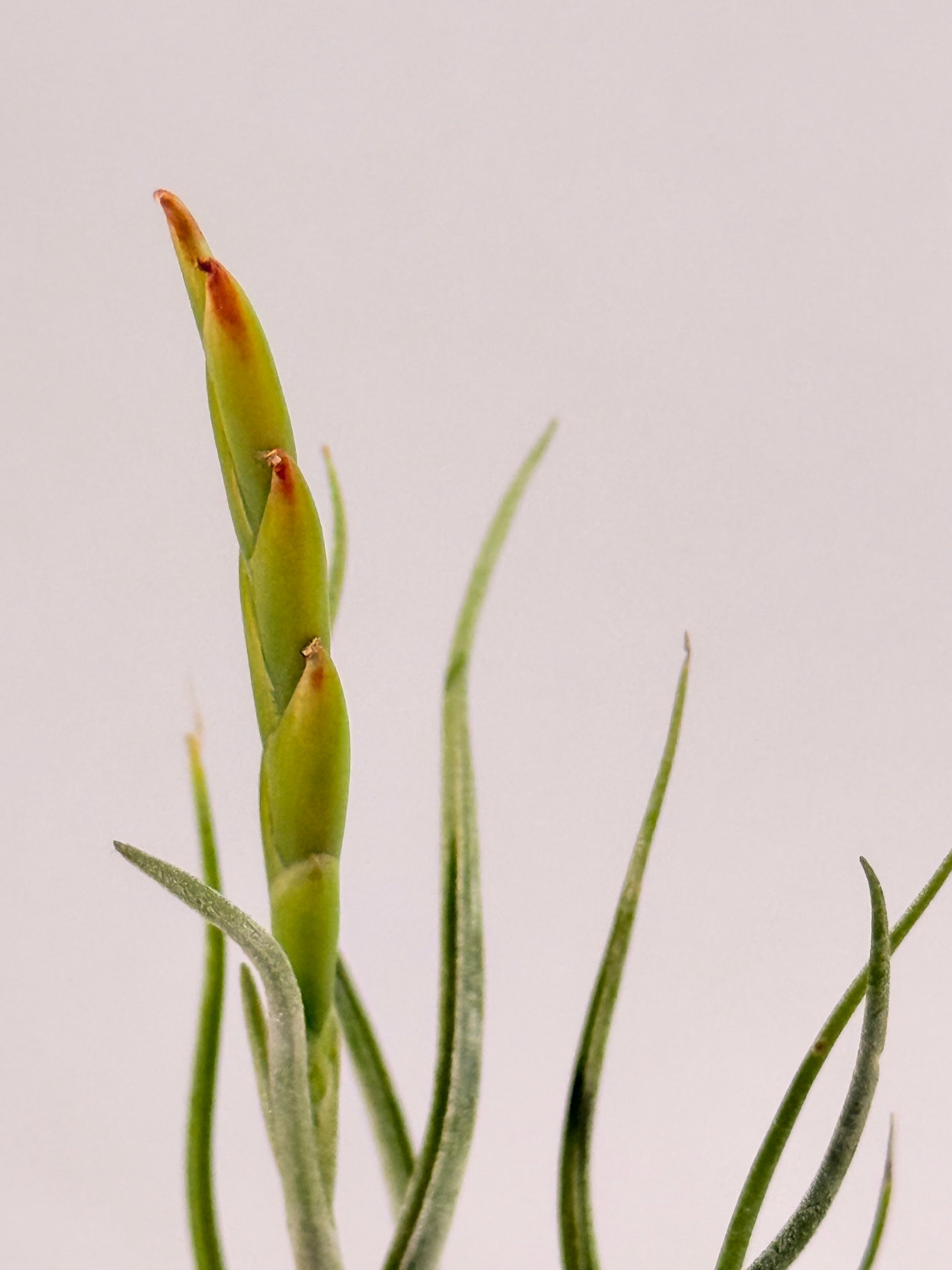 Tillandsia Caput medusae