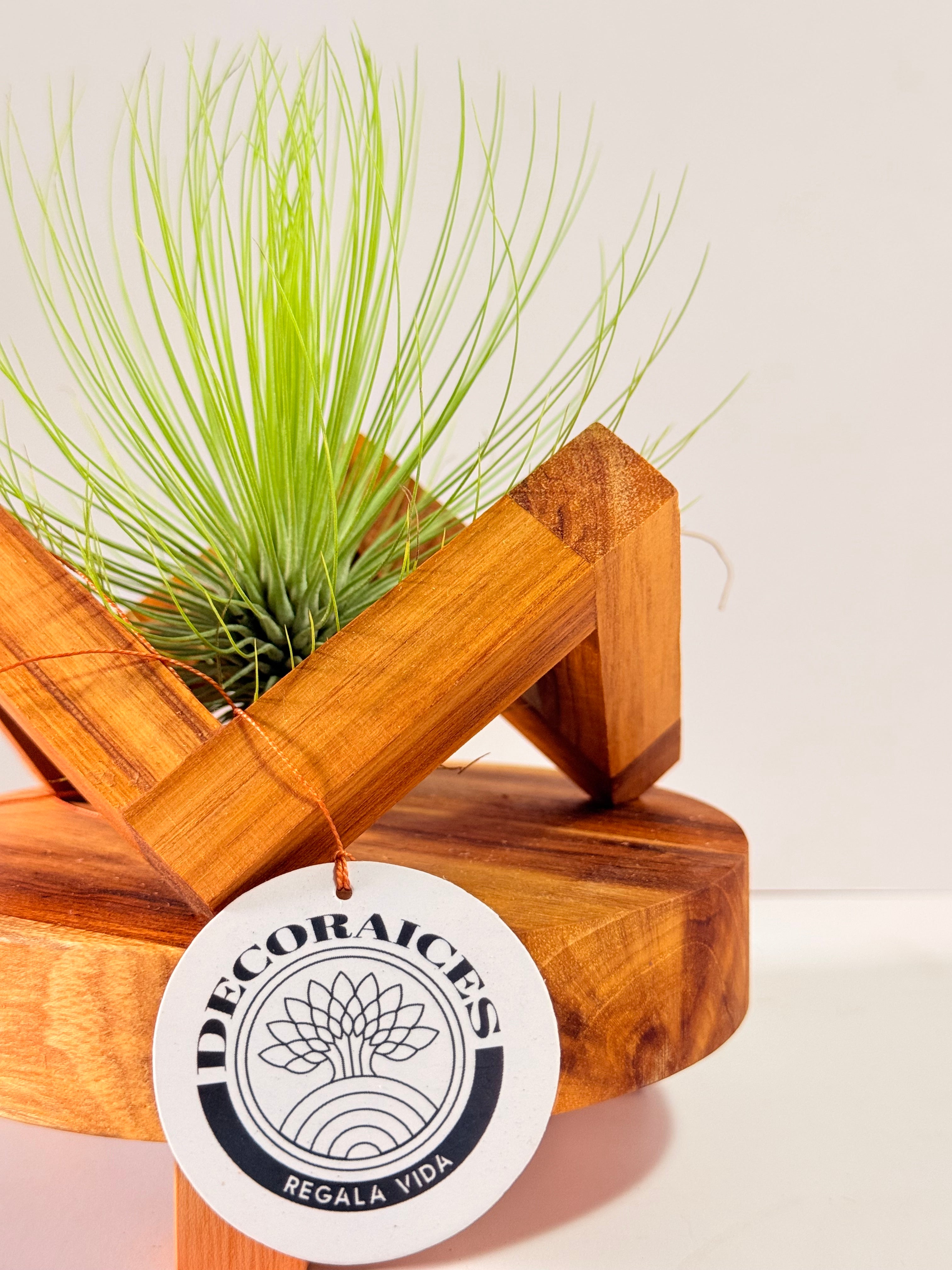 Tillandsia  Andreana M + matera