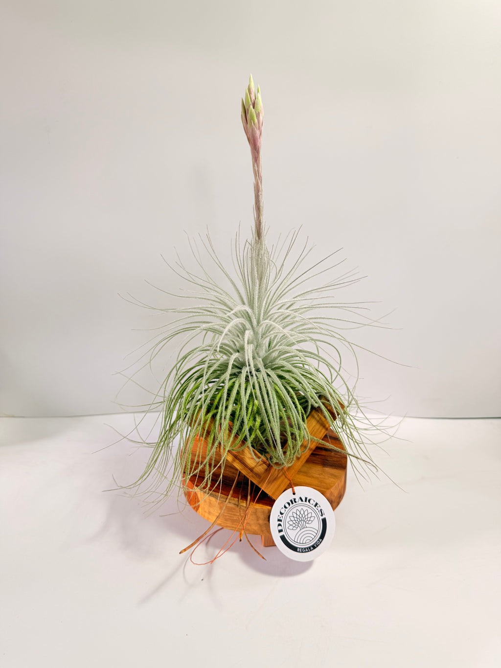 Till. Tectorum + base teca