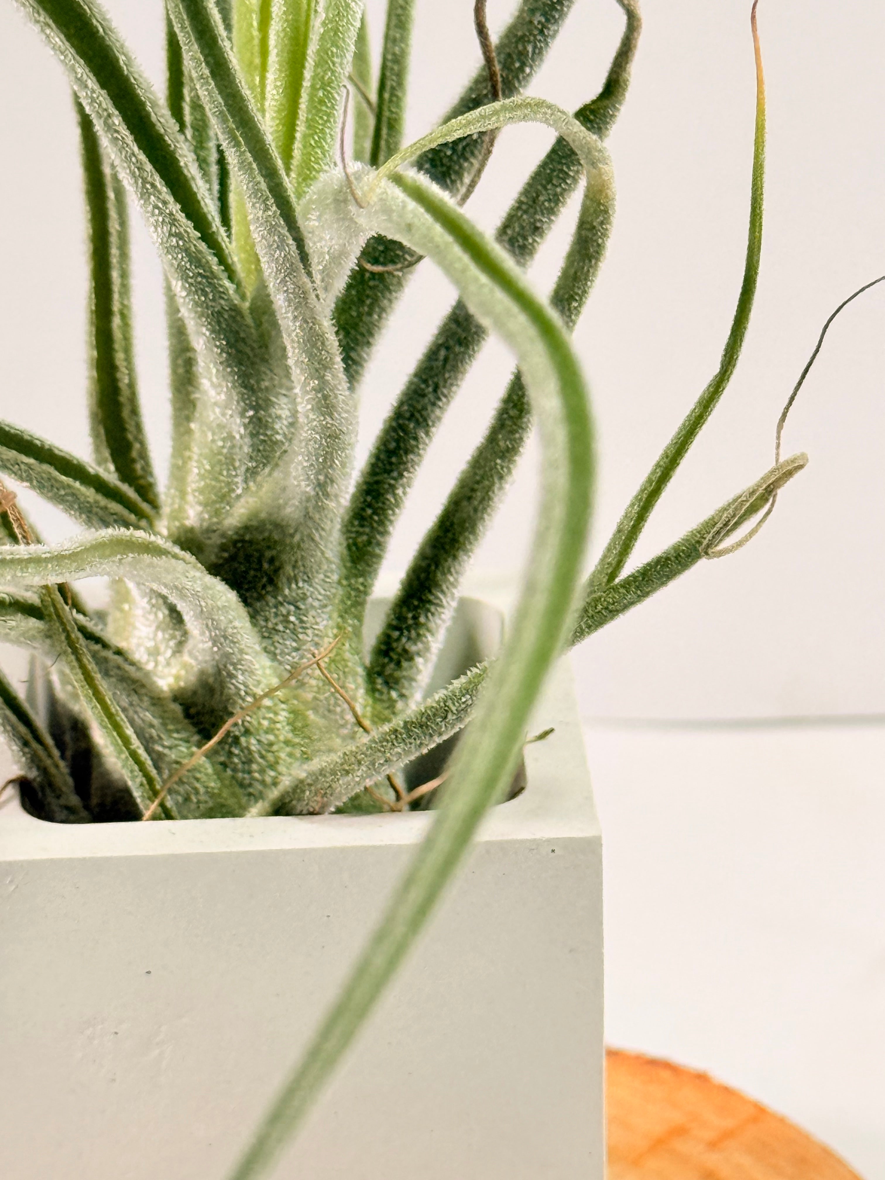 Kit Till. Caput híbrido + plant force + matera