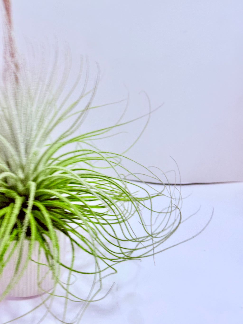 Tillandsia tectorum XL