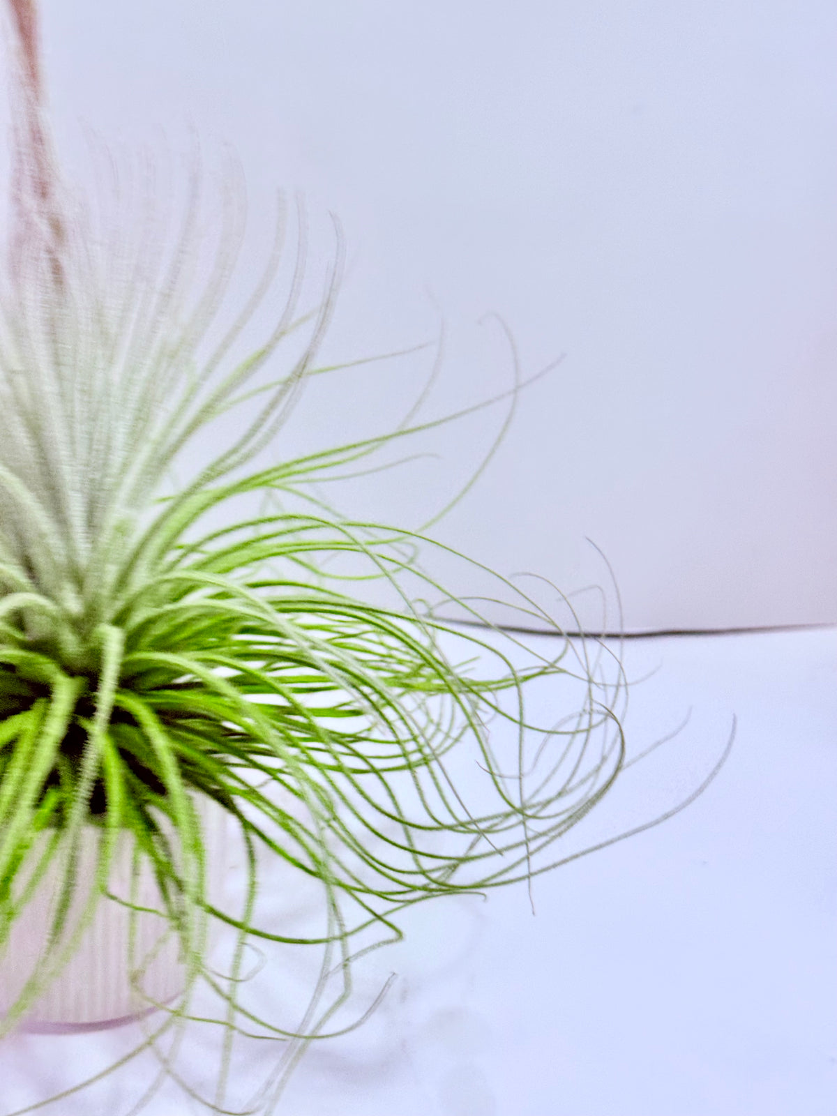 Tillandsia tectorum XL
