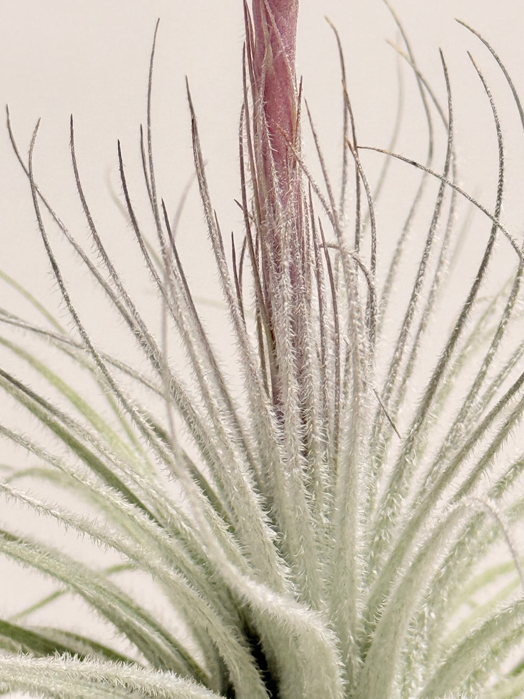 Tillandsia  Tectorum