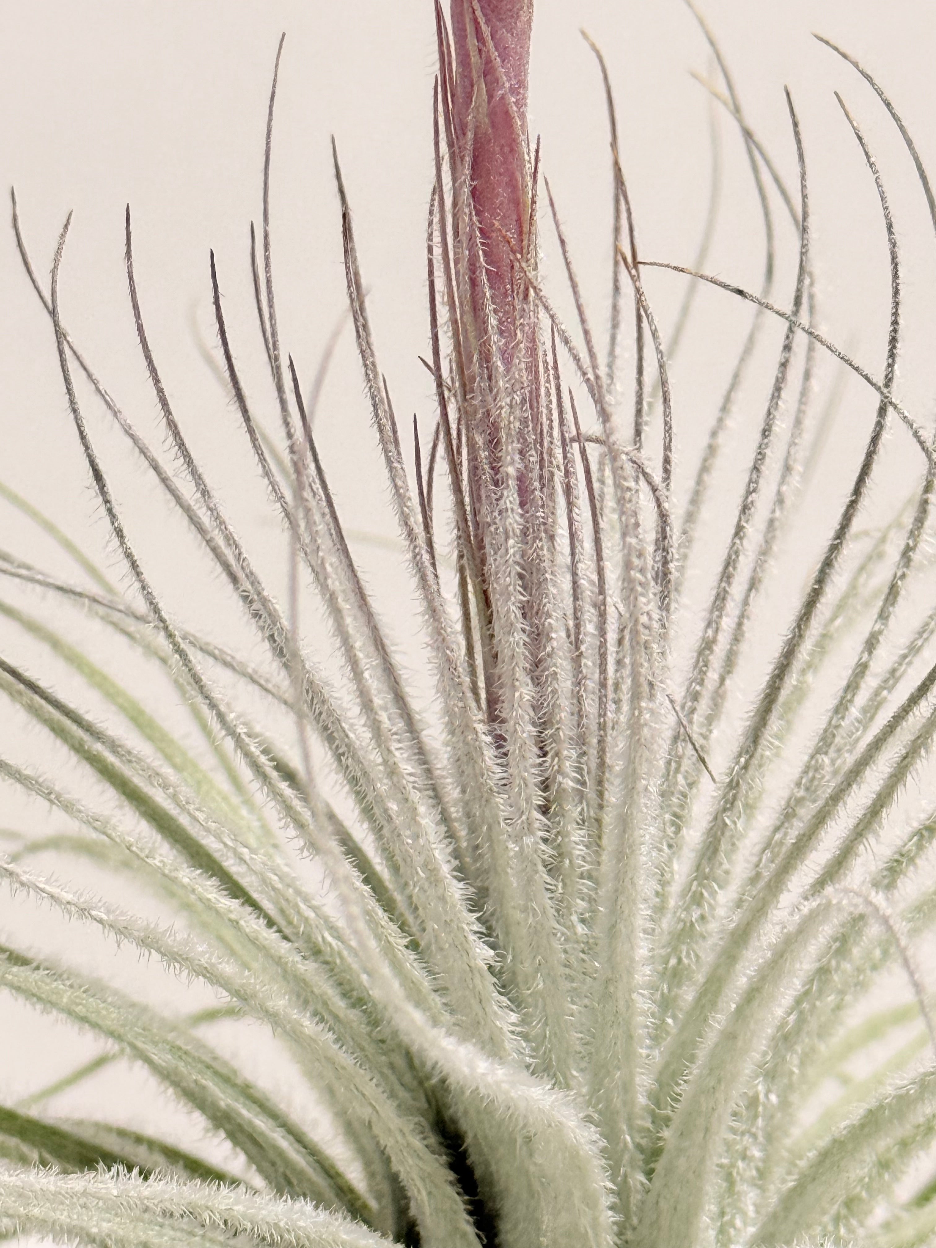 Tillandsia  Tectorum