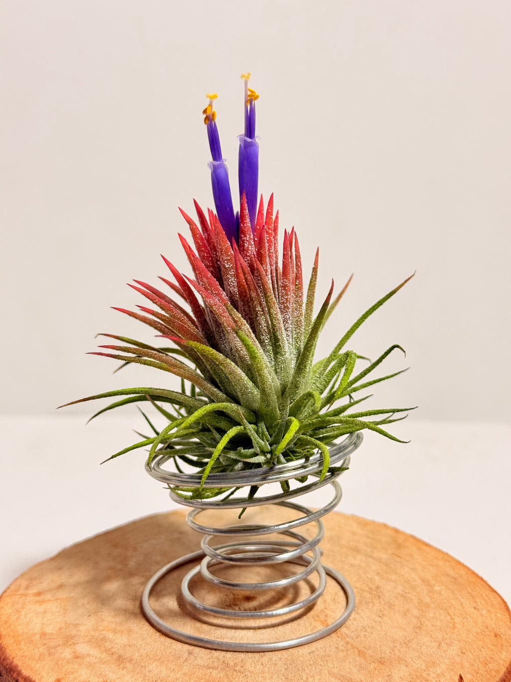 Till. Ionantha red + matera