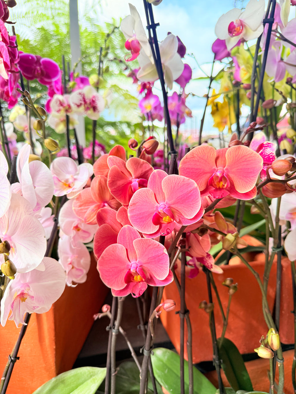 Kokedama Orquídea Premium Rosa 2V