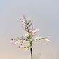 Cacticola thin leaf